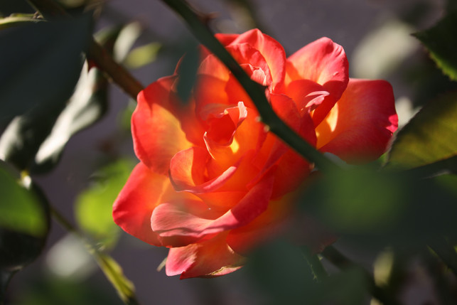 wenn-du-intensiv-duftende-rosen-im-garten-haben-moe-cc0--pixabay--goranh-250814_download Wenn du intensiv duftende Rosen im Garten haben möchtest, pflanze Duftrosen.