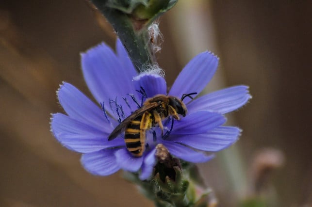 wichtig-fuer-bienen-ungefuellte-blueten-cc0-pixabay-mac231-200616_download Wichtig für Bienen: Ungefüllte Blüten.