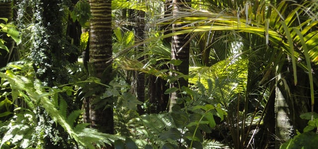 Guarana wächst als lianenartiges Gewächs im Amazonasregenwald