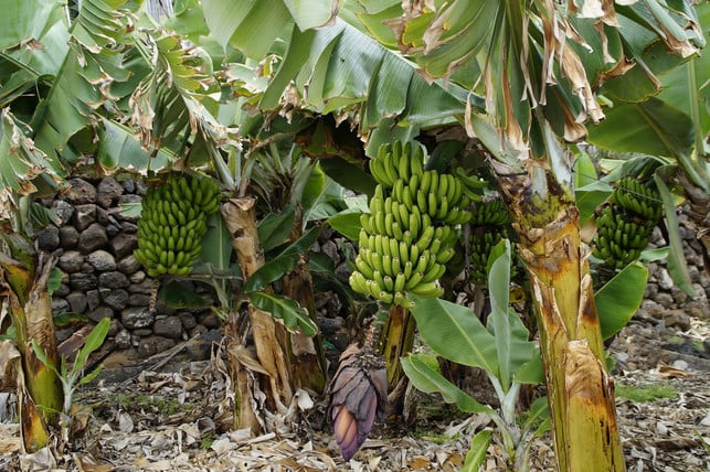 fuer-bananenarbeiter-sind-faire-loehne-ueberlebenswic-cc0pixabayefraimstochter-190801_download Für Bananenarbeiter sind faire Löhne überlebenswichtig.