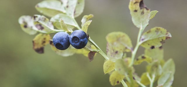 Heidelbeeren