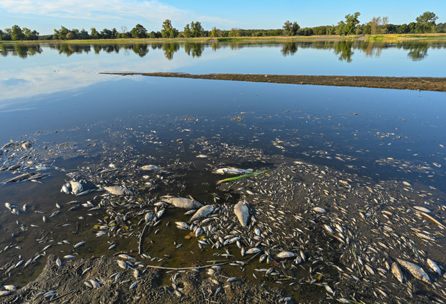 Brandenburg, Genschmar: Unzählige tote Fische treiben im flachen Wasser des deutsch-polnischen Grenzflusses Oder. Das Fischsterben in der Oder beunruhigt seit Tagen die Menschen in Brandenburg an der Grenze zu Polen. Brandenburg, Genschmar: Unzählige tote Fische treiben im flachen Wasser des deutsch-polnischen Grenzflusses Oder. Das Fischsterben in der Oder beunruhigt seit Tagen die Menschen in Brandenburg an der Grenze zu Polen.