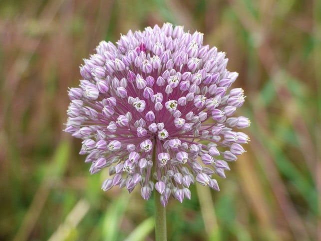 knoblauchblueten-sind-nicht-giftig-und-somit-essbar-cc0-pixabay-makamuki0-241125_download Knoblauchblüten sind nicht giftig und somit essbar.