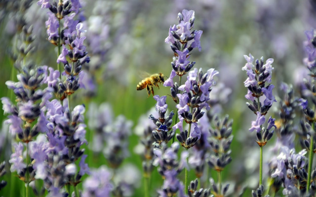 insektensterben-bienen-v-bellaluna-170802-1280x800 Insektensterben - Bienensterben