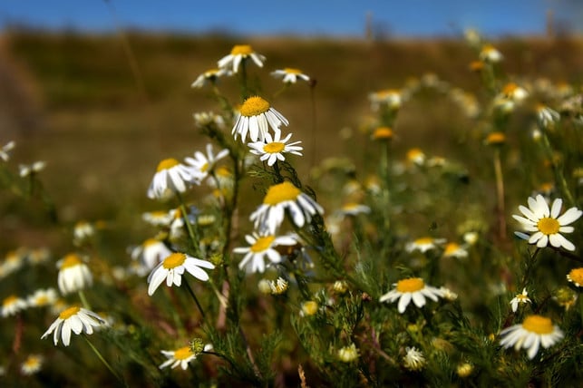 ein-gemuesebeet-im-eigenen-garten-eignet-sich-gut-cc0-pixabay-peggychoucair-191002_download Ein Gemüsebeet im eigenen Garten eignet sich gut, um dort Kamille anzupflanzen.