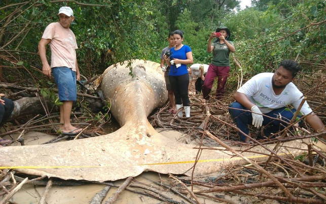 wal-dschungel-flosse-brasilien-s-instagram bicho_dagua-190226-1280x800 Wal, Amazonas, Brasilien, Buckelwal, Plastik