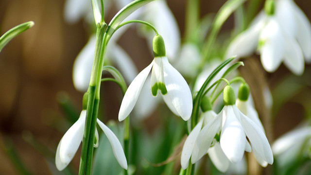 schneegloeckchen-pfluecken-pb-HansLinde Schneeglöckchen pflücken: Verboten oder erlaubt? Das musst du wissen