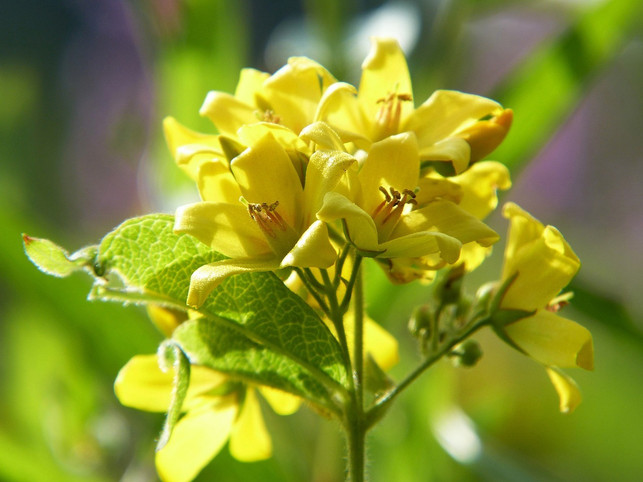 den-gelb-bluehenden-gilbweiderich-solltest-du-an-ei-cc0-pixabay-silviarita-201004_download Den gelb blühenden Gilbweiderich solltest du an einem sonnigen Standort pflanzen.