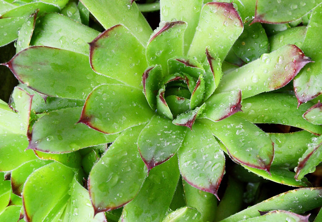 die-hauswurz-hat-heilsame-eigenschaften-cc0-pixabay-roselie-200730_download Die Hauswurz hat heilsame Eigenschaften.