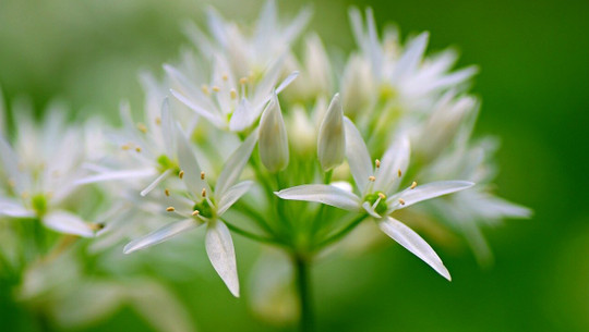 baerlauchblueten-rezepte-cc0-pixabay-mabelamber-220409 Bärlauchblüten Rezepte