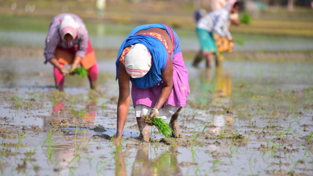 Frauen pflanzen Reissetzlinge auf einem Reisfeld im Dorf Mayong im Bezirk Morigaon im nordöstlichen indischen Bundesstaat Assam. Laut einer Studie führt der Klimawandel zu weniger Ertrag und Qualität bei Reispflanzen.