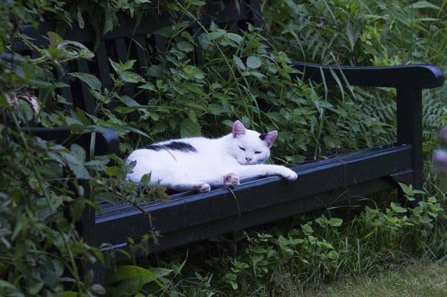um-katzen-abzukuehlen-solltest-du-schattige-rueckzu-cc0-pixabay-depaulus-240726_download Um Katzen abzukühlen, solltest du schattige Rückzugsorte schaffen.