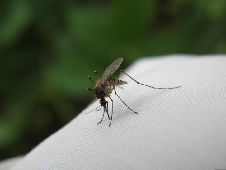 pay attention to insect repellent if you are under a mosquito cc0--pixabay--tweasel-260724_download Pay attention to insect repellent if you suffer from a mosquito bite allergy.