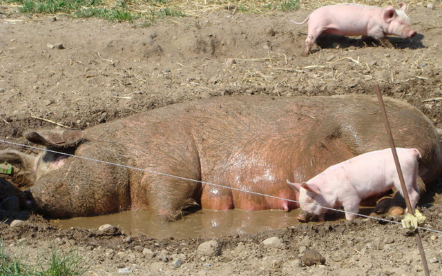 Freie Schweine statt leidende Massenware_4