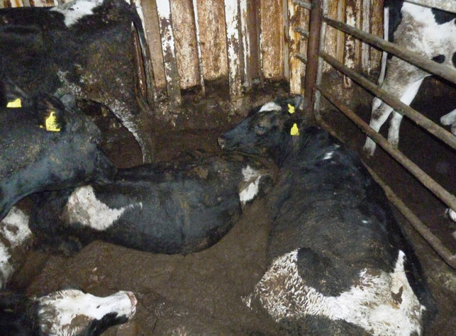 Die Story im Ersten Die TV-Reportage "Tiertransporte gnadenlos" zeigt erschreckende Bilder.