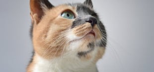 Katze Geräusche