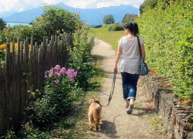 ein-erster-gemeinsamer-spaziergang-erleichtert-das-cc0-pixabay-antranias-200521_download Einen Hund kannst du aus dem Tierheim oder einem Tierschutzprogramm adoptieren.