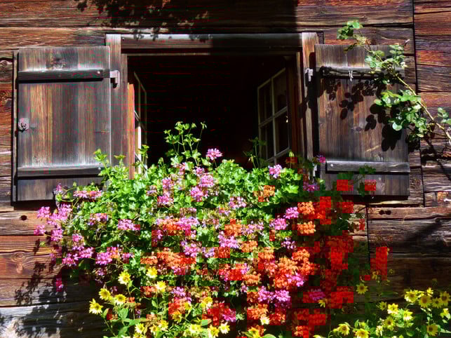 marienkaefer-sollen-keine-geranien-moegen-cc0-pixabay-loggawiggler-250430_download Marienkäfer sollen keine Geranien mögen.