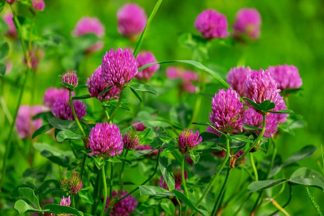 Bienenweide anlegen: 11 Pflanzen für Bienen und wie du sie säst Klee Wiese Blumen