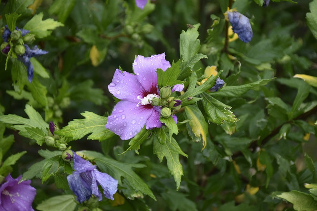 der-strauch-eibisch-ist-ein-bienenfreundlicher-str-cc0-pixabay-jaclou-dl-230927_download Der Strauch-Eibisch ist ein bienenfreundlicher Strauch, der bis Ende September blüht.