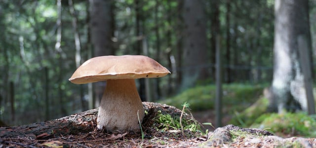 Steinpilze finden