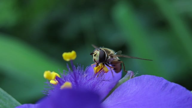 die-dreimasterblume-zieht-auch-schwebfliegen-an-cc0-pixabay-radfotosonn-210830_download Die Dreimasterblume zieht auch Schwebfliegen an.