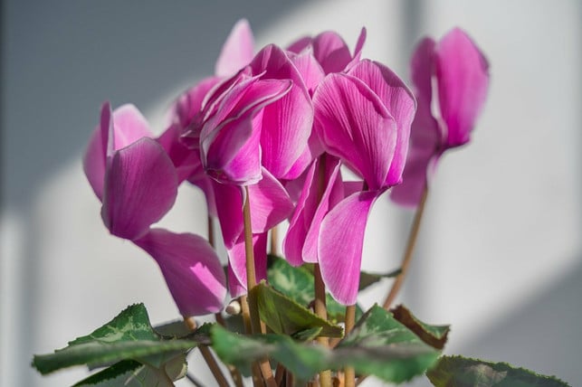 alpenveilchen-bluehen-bis-in-den-november-hinein-cc0-pixabay-jcx516-210818_download Alpenveilchen eignen sich als Herbstblumen für den Balkon und blühen bis in den November hinein.