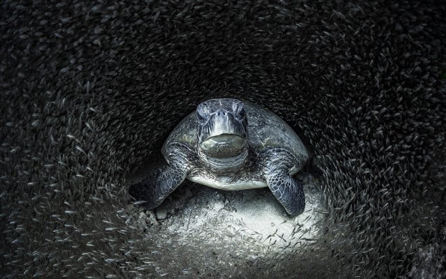 Ocean-Photography-Award-Winner-Aimee-Jan-051021-1280x800px Schildkröte im Meer