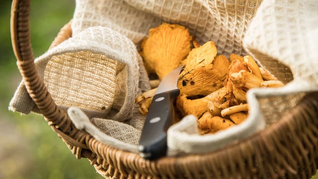 Keine Pfifferlinge oder Steinpilze aus Deutschland im Supermarkt: Warum das so ist Keine Pfifferlinge oder Steinpilze aus Deutschland im Supermarkt: Warum das so ist