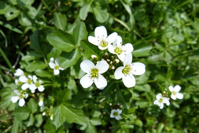 senfoele-sind-auch-in-brunnenkresse-und-anderen-pfl-cc0-pixabay-alsen-210125_download Senföle sind auch in Brunnenkresse und anderen Pflanzen enthalten.