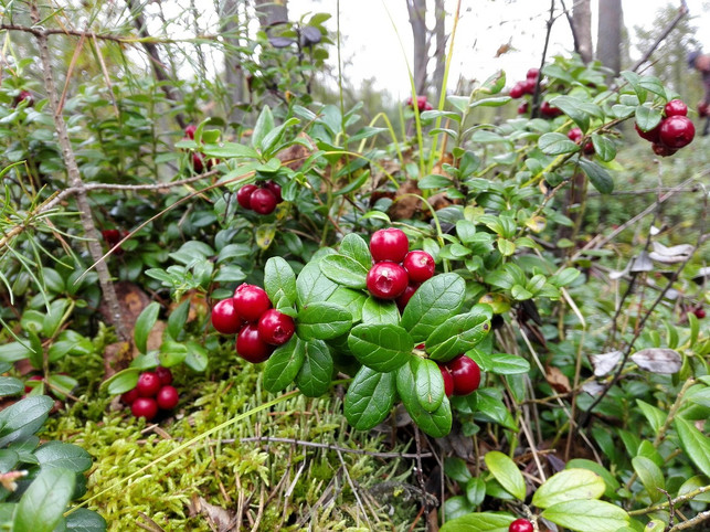 heimische-preiselbeeren-sind-so-wirksam-wie-cranbe-cc0pixabayrauni_h-190523_download Heimische Preiselbeeren sind Lebensmittel, die entzündungshemmend wirken.