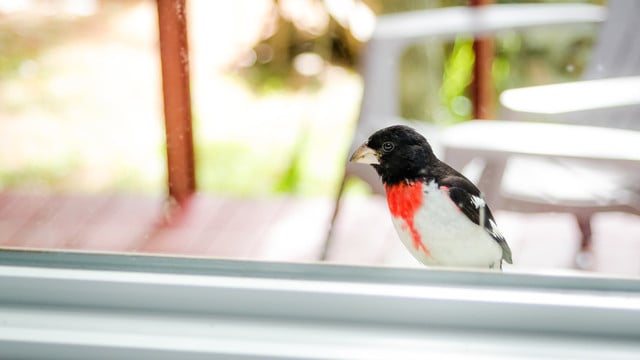 vogelschlag-colourboxde-valleyboi63-200724 Vogelschlag