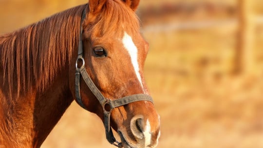 pferdeleckerli-cc0-pixabay-chiemsee2016-190916 Pferdeleckerli