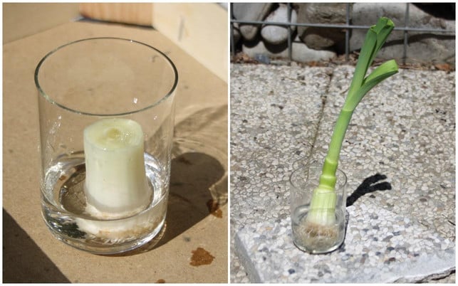 regrowing-von-porree-zwischen-den-beiden-bildern-maria-hohenthalutopia-200630_download Regrowing von Porree: Zwischen den beiden Bildern liegt genau eine Woche.