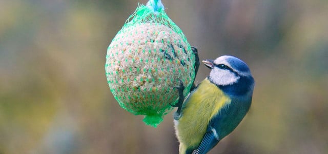 Gefahr für Vögel? Was du über Meisenknödel unbedingt wissen solltest