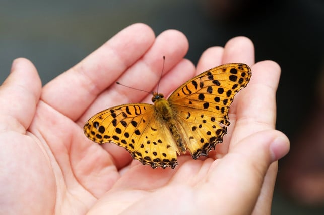wenn-du-einem-geschwaechten-schmetterling-helfen-wi-cc0-pixabay-heungsoon-230415_download Wenn du einem geschwächten Schmetterling helfen willst, halte ihn mit Daumen und Zeigefinger behutsam an den Flügeln.