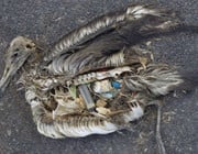 Plastikmüll im Meer: tödliche Gefahr für Seevögel