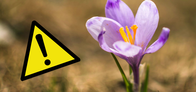 Blumen pflücken erlaubt
