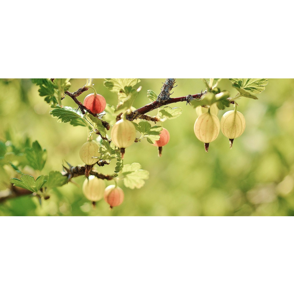 welcher dünger für granatapfelbaum Granatapfel Dünger kaufen main image 0
