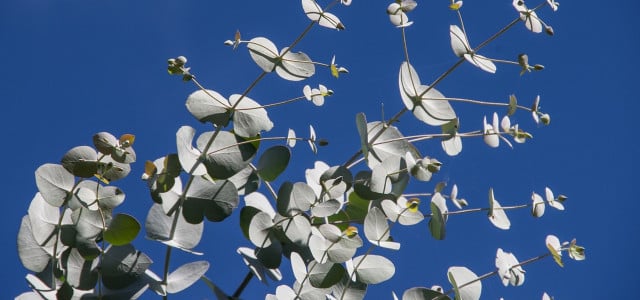 Eukalyptus pflanzen