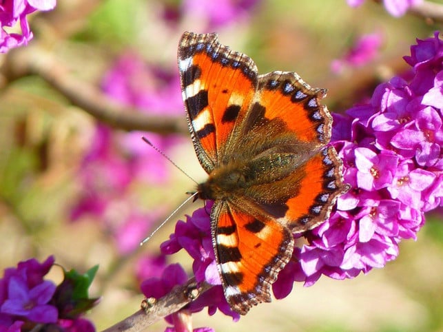 waehrend-seidelbast-wertvolle-nahrung-fuer-schmetter-cc0-pixabay-loggawiggler-201128_download Während Seidelbast wertvolle Nahrung für Schmetterlinge bietet, ist die Pflanze für Menschen giftig.