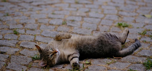 Straßenkatzen nicht streicheln