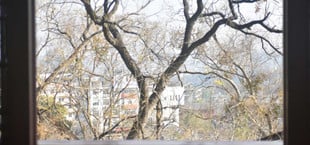 Wie viele Bäume stehen vor deinem Fester? 3-30-300-Regel beeinflusst Psyche