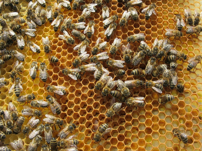 bienenwachs-kann-als-schutzschicht-fuer-obst-verwen-cc0-pixabay-ladyhester-220111_download Bienenwachs kann als Schutzschicht für Obst dienen.