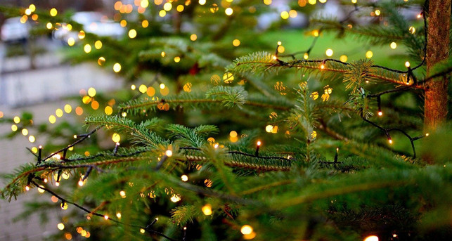 der-weihnachtsbaum-ist-zentraler-teil-des-weihnach-cc0-pixabay-congerdesign-211229_download Der Weihnachtsbaum ist zentraler Teil des Weihnachtsmülls. Auch ihn kannst du weiterverwenden und musst ihn nicht sofort entsorgen.