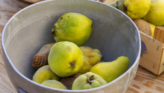 quitte-rezepte-cc0-pixabay-distelapparath-211206 quitte rezepte