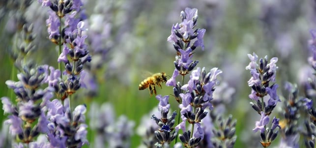 150824-bienen-blumen-v_bellaluna_1280x600 Giftige Spritzmittel fördern das Bienensterben, Wildblumen fördern Bienen.