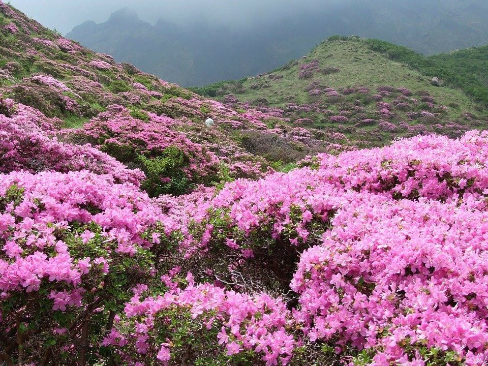 Rhododendron umpflanzen: Das solltest du beachten - Utopia.de