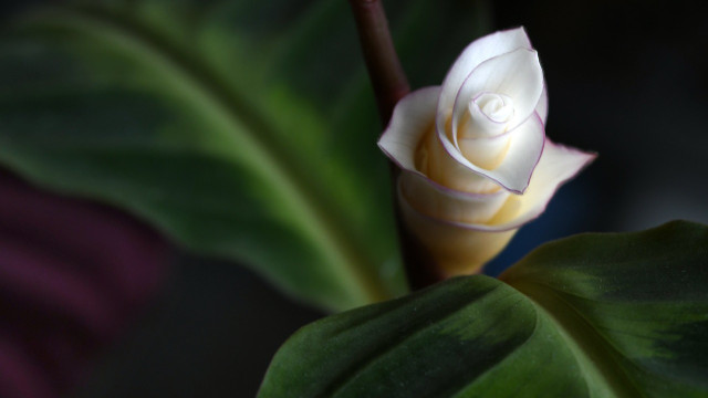 pflanzen-fensterlose-zimmer-cc0-pixabay-asundermeier-221215 Pflanzen fensterlose Zimmer