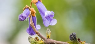 blauglockenbaum pflanzen